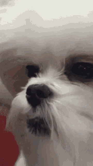 a close up of a small white dog 's face