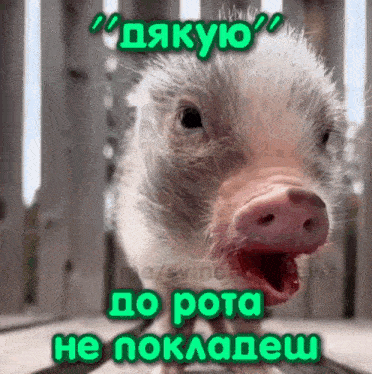 a picture of a pig with its mouth open and the words " дякую " on top of it