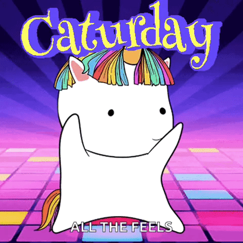 Caturday Happycaturday GIF - Caturday Happycaturday Sillycat GIFs