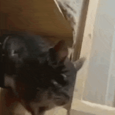 a cat is looking out of a box .