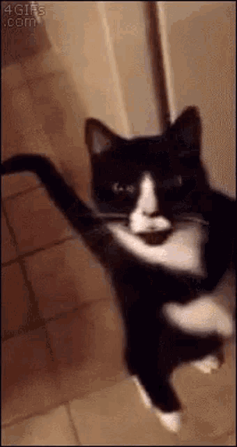 Stand Up GIF - Stand Up Cat GIFs