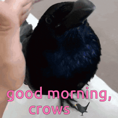a black bird sitting on a person 's arm with the words " good morning crows " below it