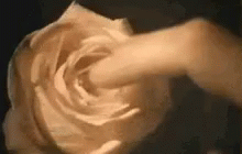 Masturbate Flower GIF - Masturbate Flower Rose GIFs