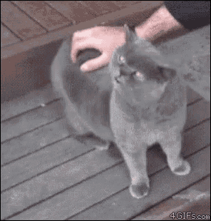 Cat Back GIF - Cat Back Scratch GIFs