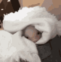 a hamster is wrapped in a white blanket and looking out .