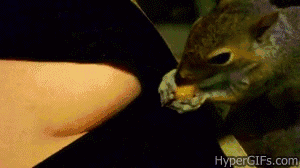 Let Me Bury This Here... Thanks. GIF - Squirrel Eating Cute GIFs