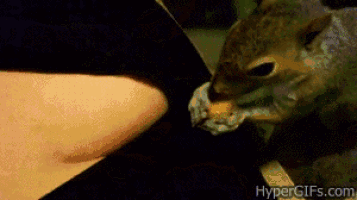 a squirrel is eating a piece of food from a woman 's breast