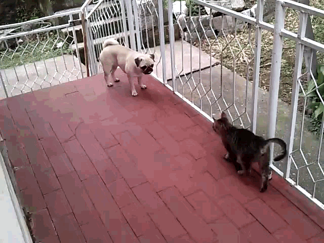 a pug and a cat standing on a balcony