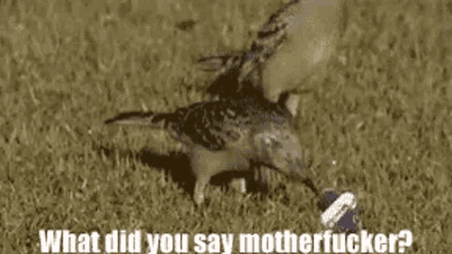 a couple of birds standing on top of a grass covered field with the words `` what did you say motherfucker '' .