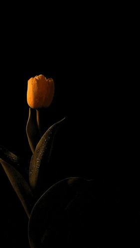 a drawing of a flower and the word " love " on a brown background