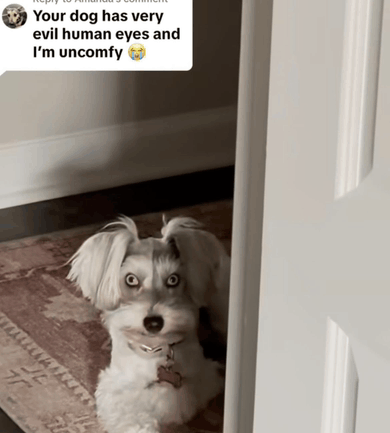 Human Dog Scary Dog GIF - Human Dog Scary Dog Uncanny GIFs