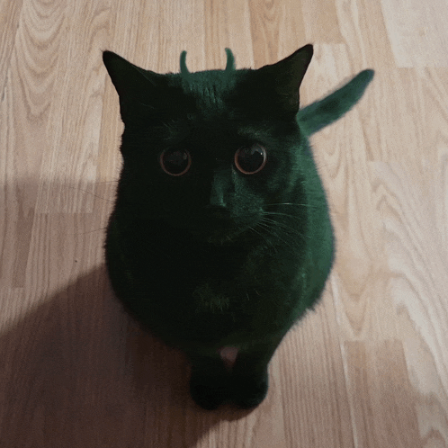 a black cat is sitting on a wooden floor and looking up
