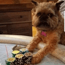 a dog is sitting on a table with a pile of poker chips .