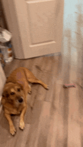 a dog is laying on a wooden floor in front of a door