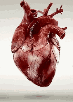 a close up of a bloody human heart on a white surface