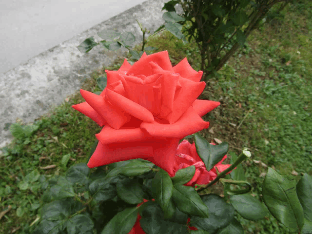 a red rose with green leaves is in the grass