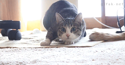 The Butt Wiggle Is So Strong That The Cat Actually Begins To Float GIF - Cat Wiggle Hunting GIFs