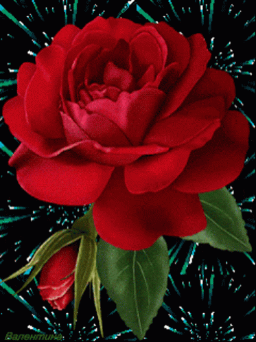 Rose Red Rose GIF - Rose Red Rose Stars GIFs