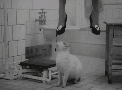 a black and white photo of a cat and a woman 's legs hanging over it