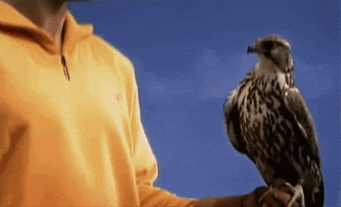 a man in an orange sweatshirt holds a bird on his arm