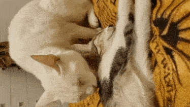 two cats are laying on a yellow blanket and one is licking the other 's face