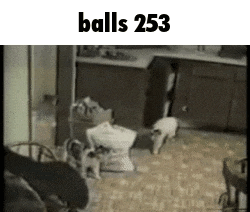 a bunch of cats are playing in a room with the words balls 253 on the bottom