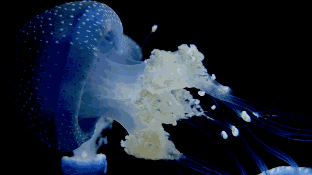 Jelly Fish Jelly GIF - Jelly Fish Jelly Swimming GIFs