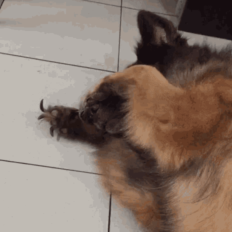 German Sharped Dog GIF - German Sharped Dog Cute Dog GIFs