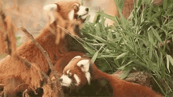 two red pandas are playing with each other in the grass and eating leaves .