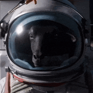 a sheep wearing an astronaut 's helmet looks out of it