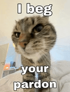 a cat with a caption that says `` i beg your pardon '' .