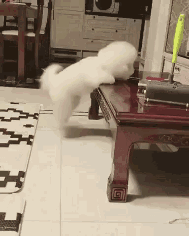 Hair Dogs GIF - Hair Dogs Funny Animals GIFs