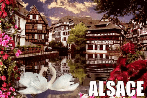 a picture of alsace with two swans and buildings