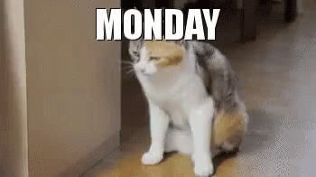 Monday Cat GIF - Monday Cat GIFs