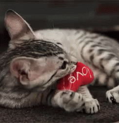 Cat Valentine GIF - Cat Valentine Kitty Cat GIFs
