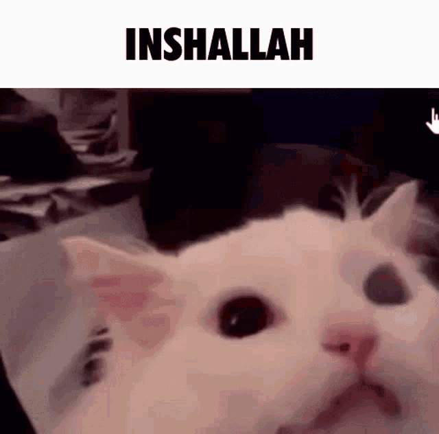 a close up of a cat 's face with the words inshallah written above it .
