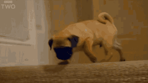 Brave Guy GIF - 10puppies And Us Pug Puppy GIFs