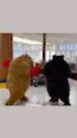 two teddy bears are boxing in a gym .
