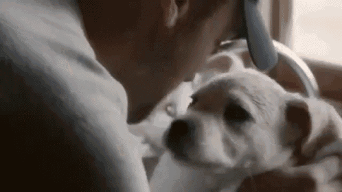 a man is holding a white dog in his arms .
