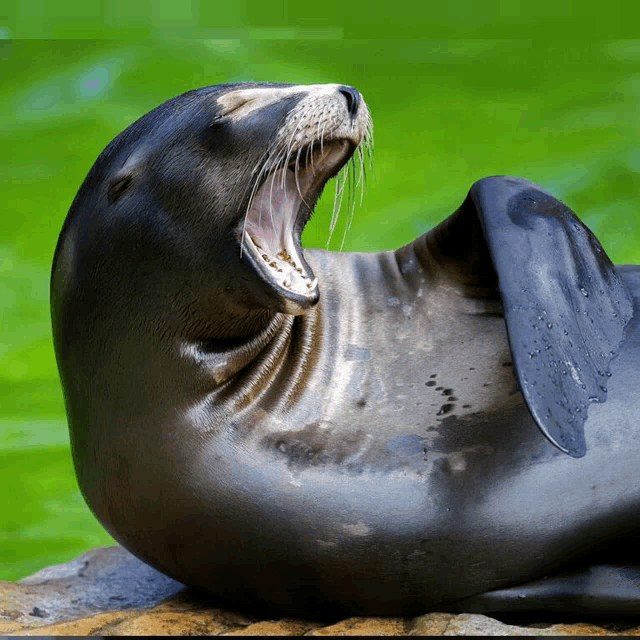 a seal with its mouth open laying on its back
