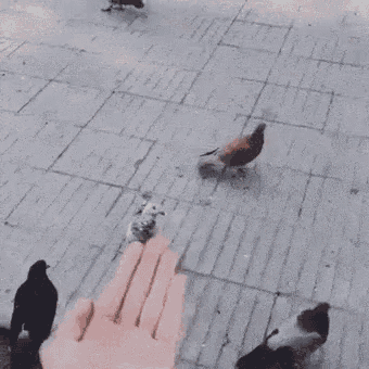 a person is holding a middle finger in front of a pigeon .