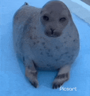 Yochan Seal GIF - Yochan Seal GIFs