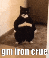 a black and white cat is standing on its hind legs with the words " gm iron crue " above it