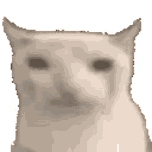 a close up of a cat 's face with a blurred background .