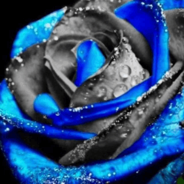 a blue rose with water drops on it on a black background .