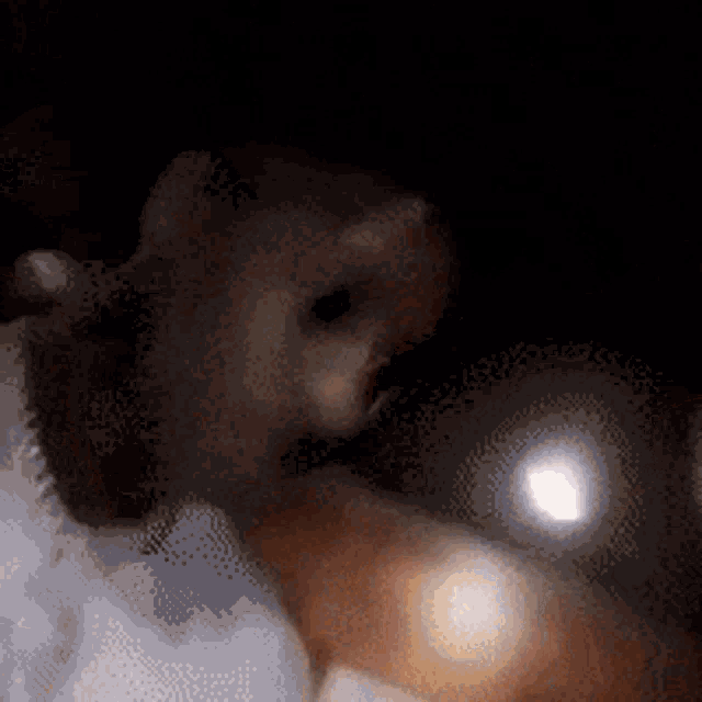 a hamster is being held in a person 's hand and looking at the camera .
