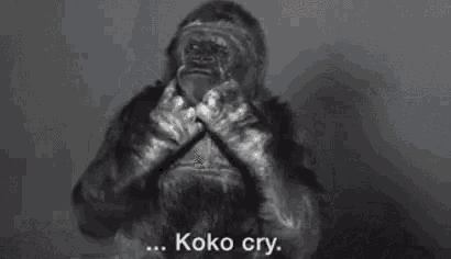 Koko Cry Gorilla GIF - Koko Cry Koko Gorilla GIFs