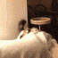 a dog is laying on a bed in a room with a table and chairs .