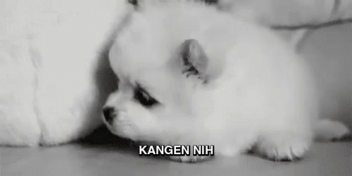 Anjing Lucu Kangen GIF - Anjinglucu Anjing Kangen GIFs
