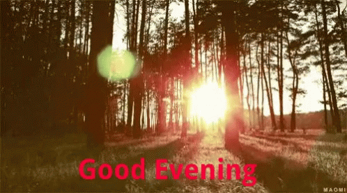 Good Evening Sunset GIF - Good Evening Sunset Forest GIFs